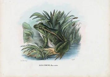 Jedlá žába, 1863-79